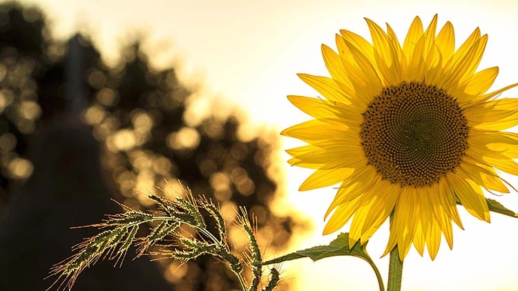 socially responsible