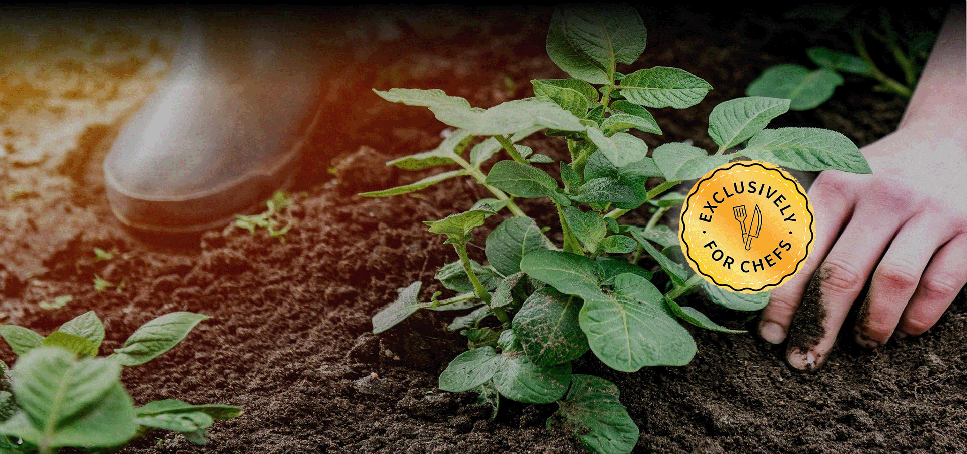 Field to fork win.png